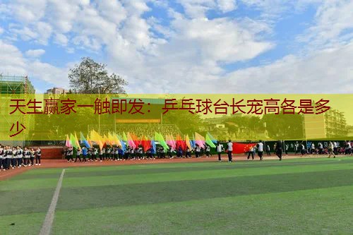 乒乓球台长宠高各是多少